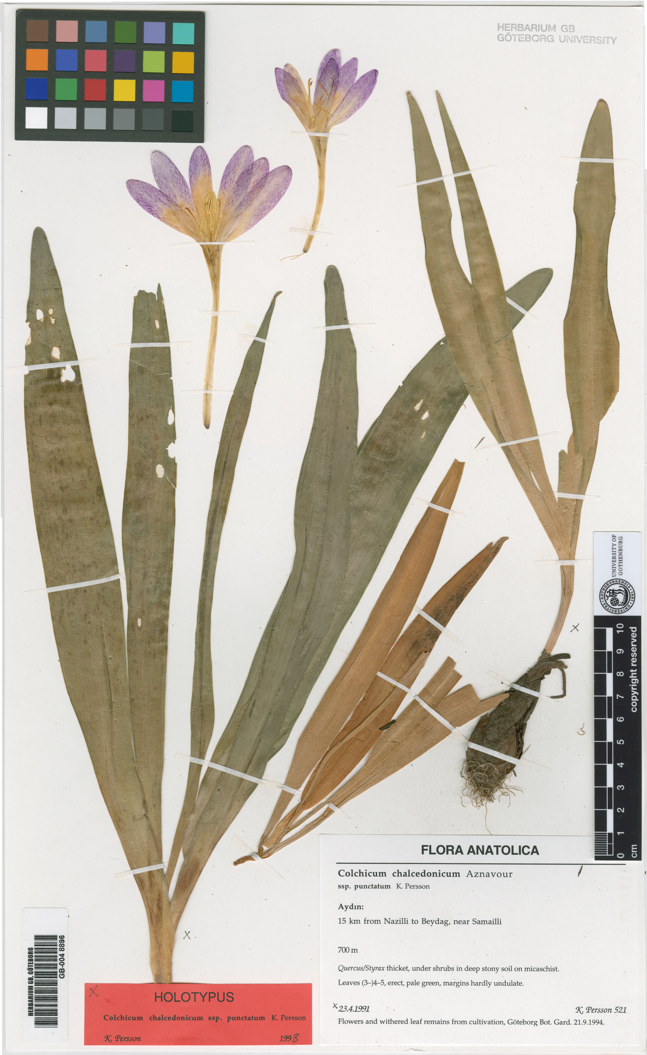 Colchicum chalcedonicum