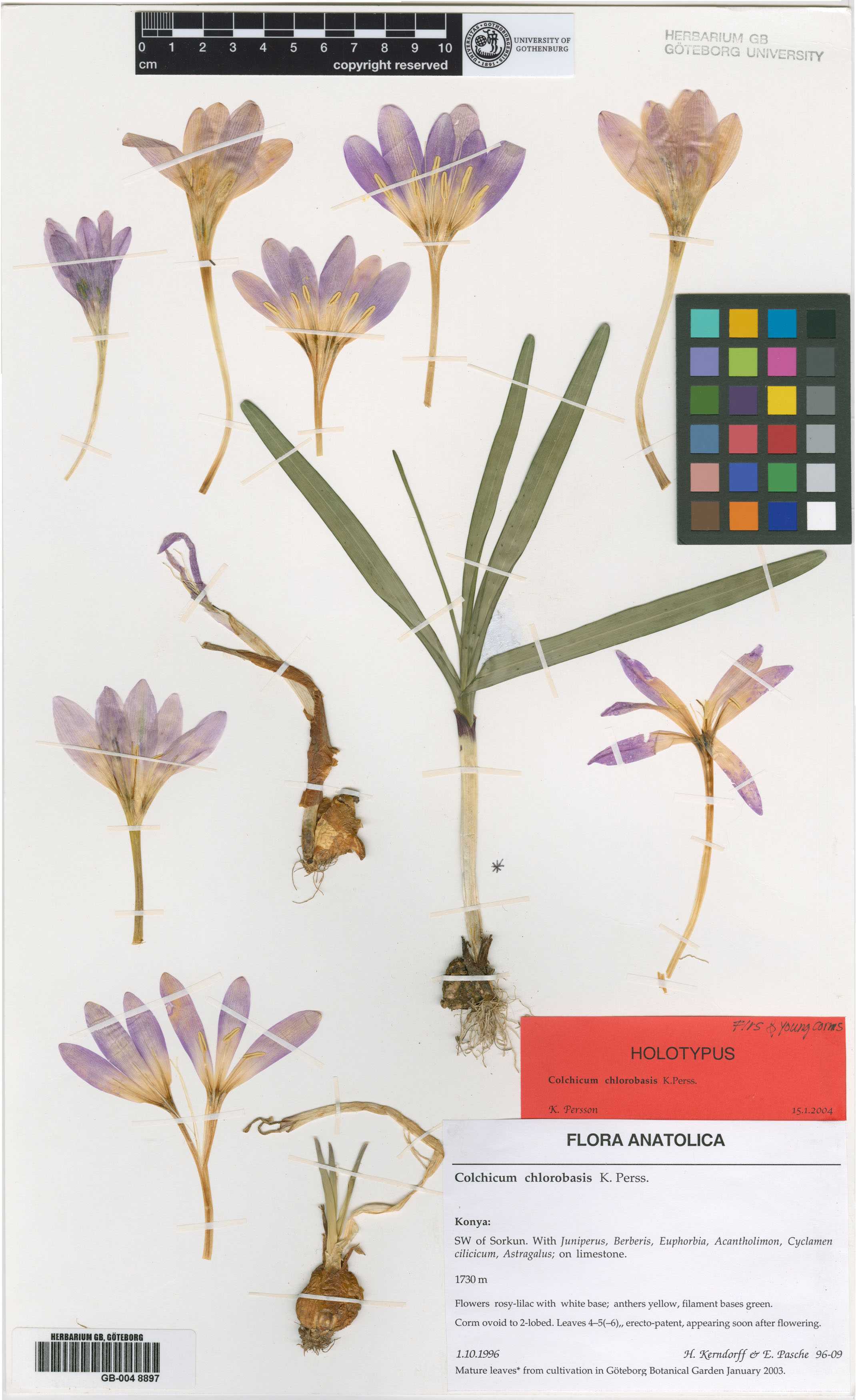 Colchicum chlorobasis