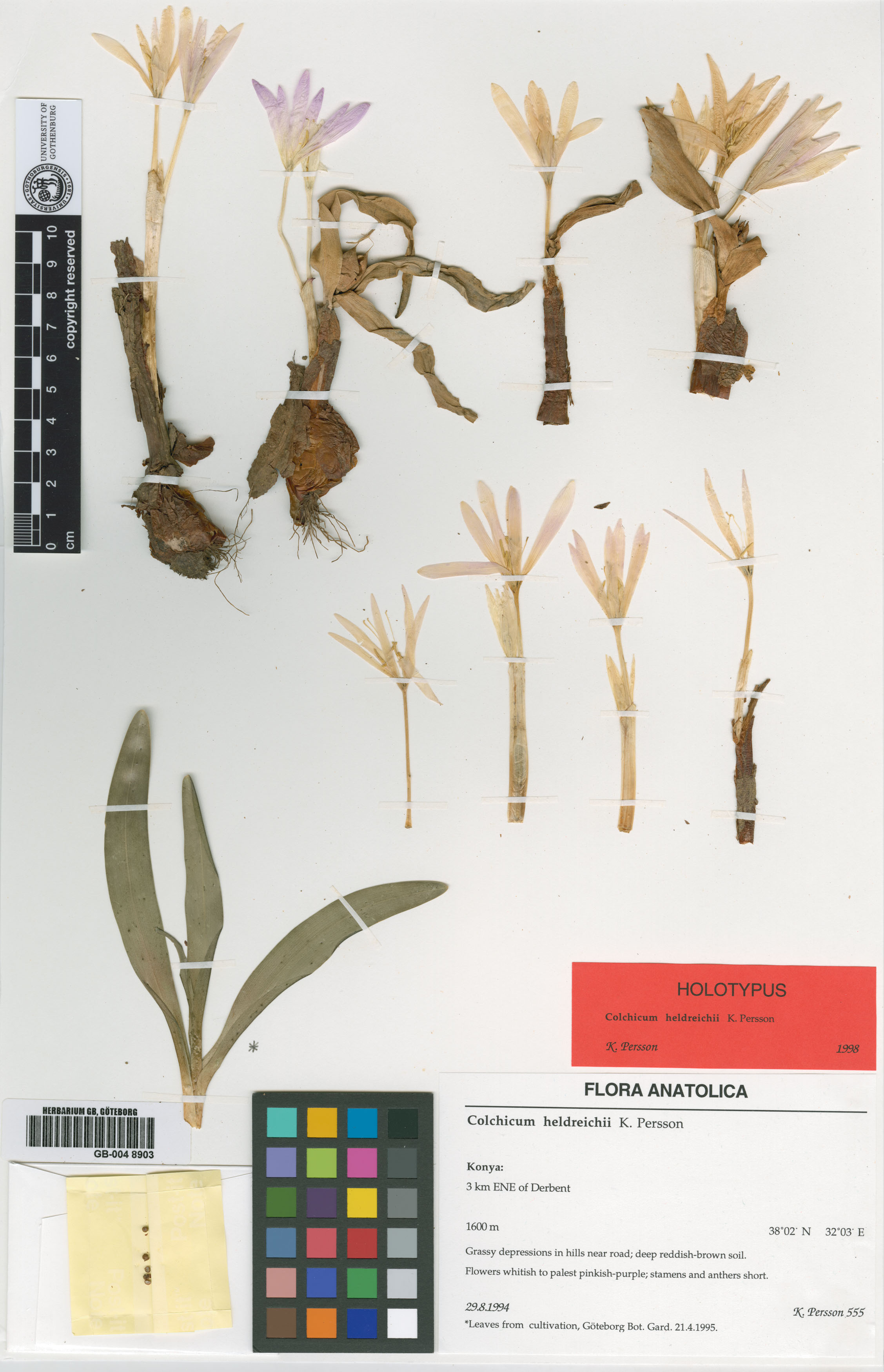 Colchicum heldreichii