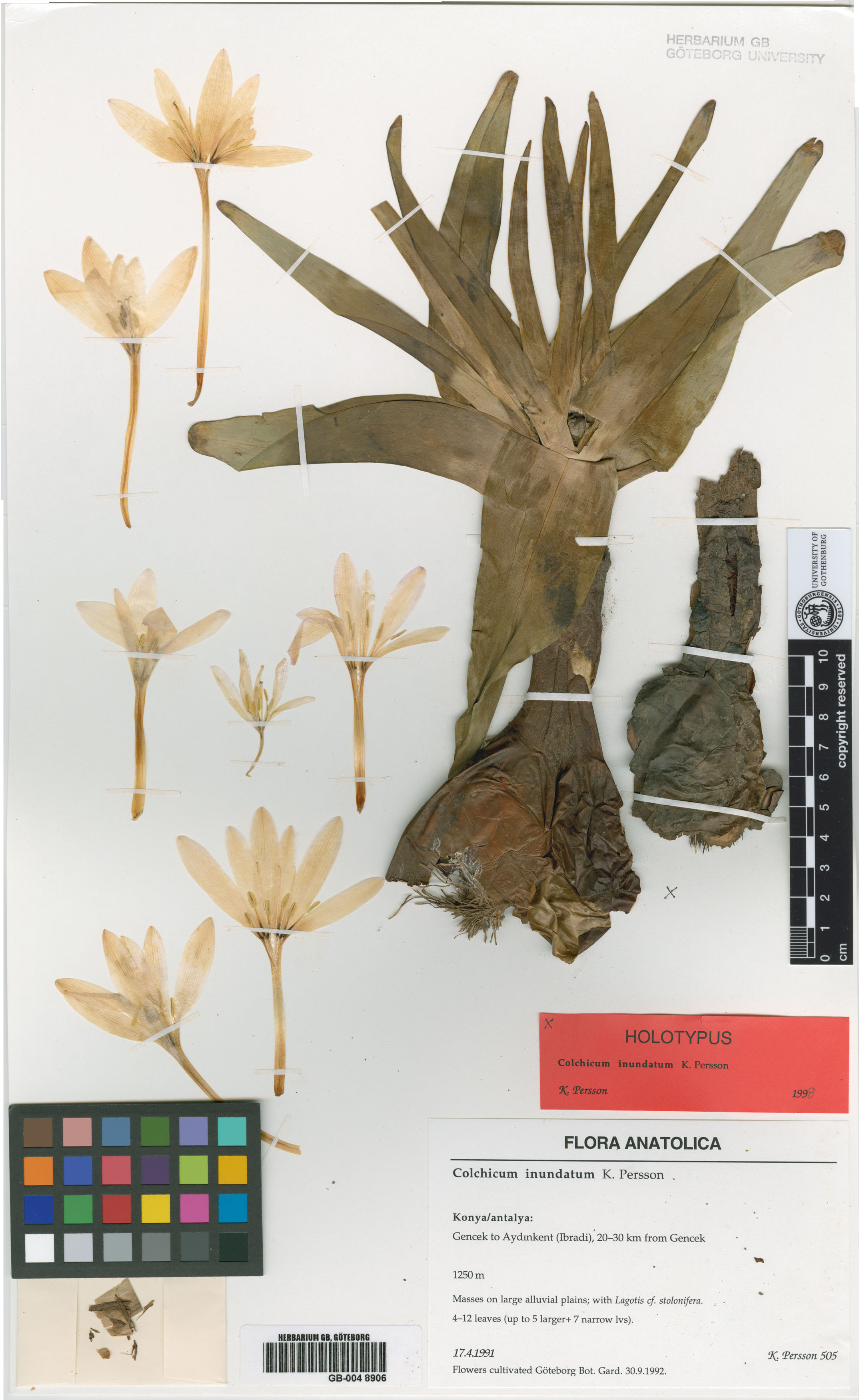 Colchicum inundatum