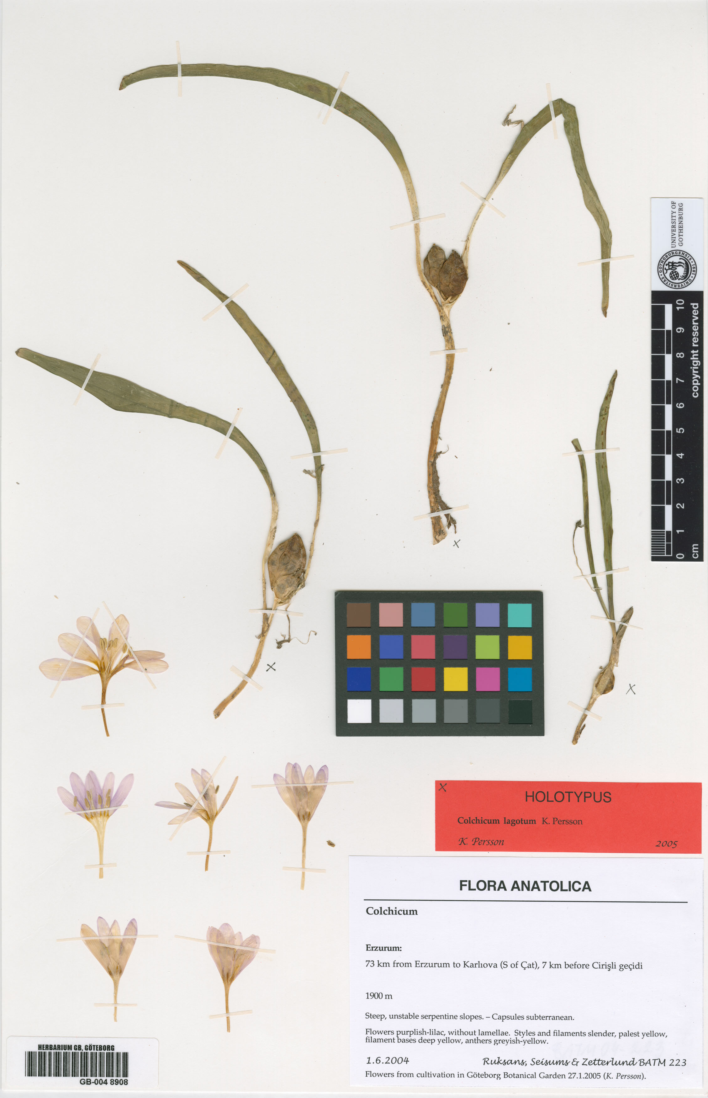 Colchicum lagotum