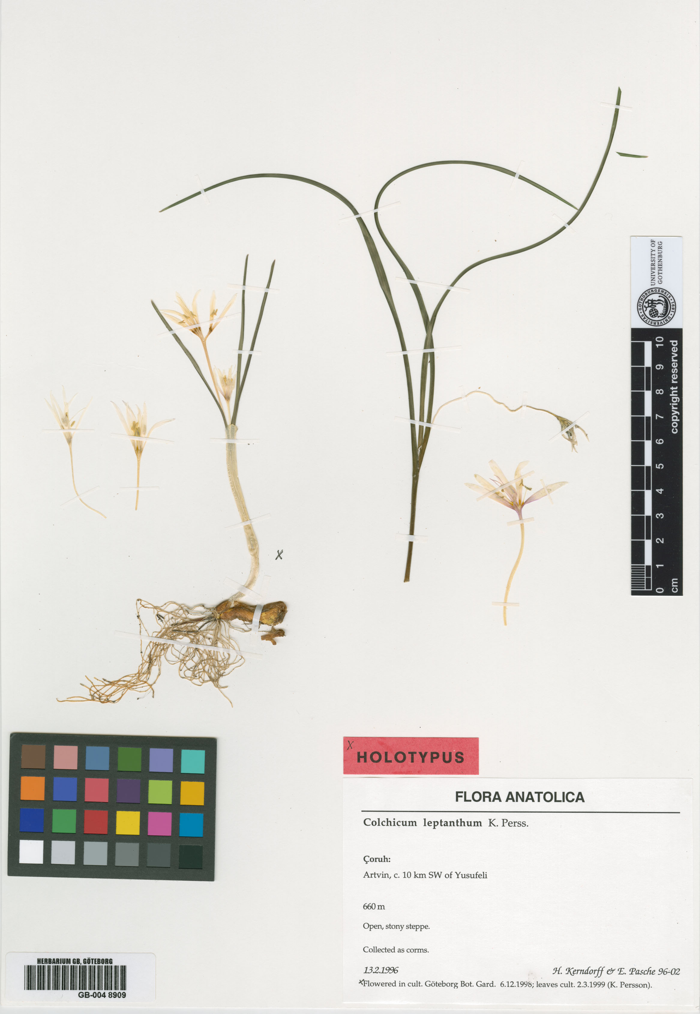 Colchicum leptanthum