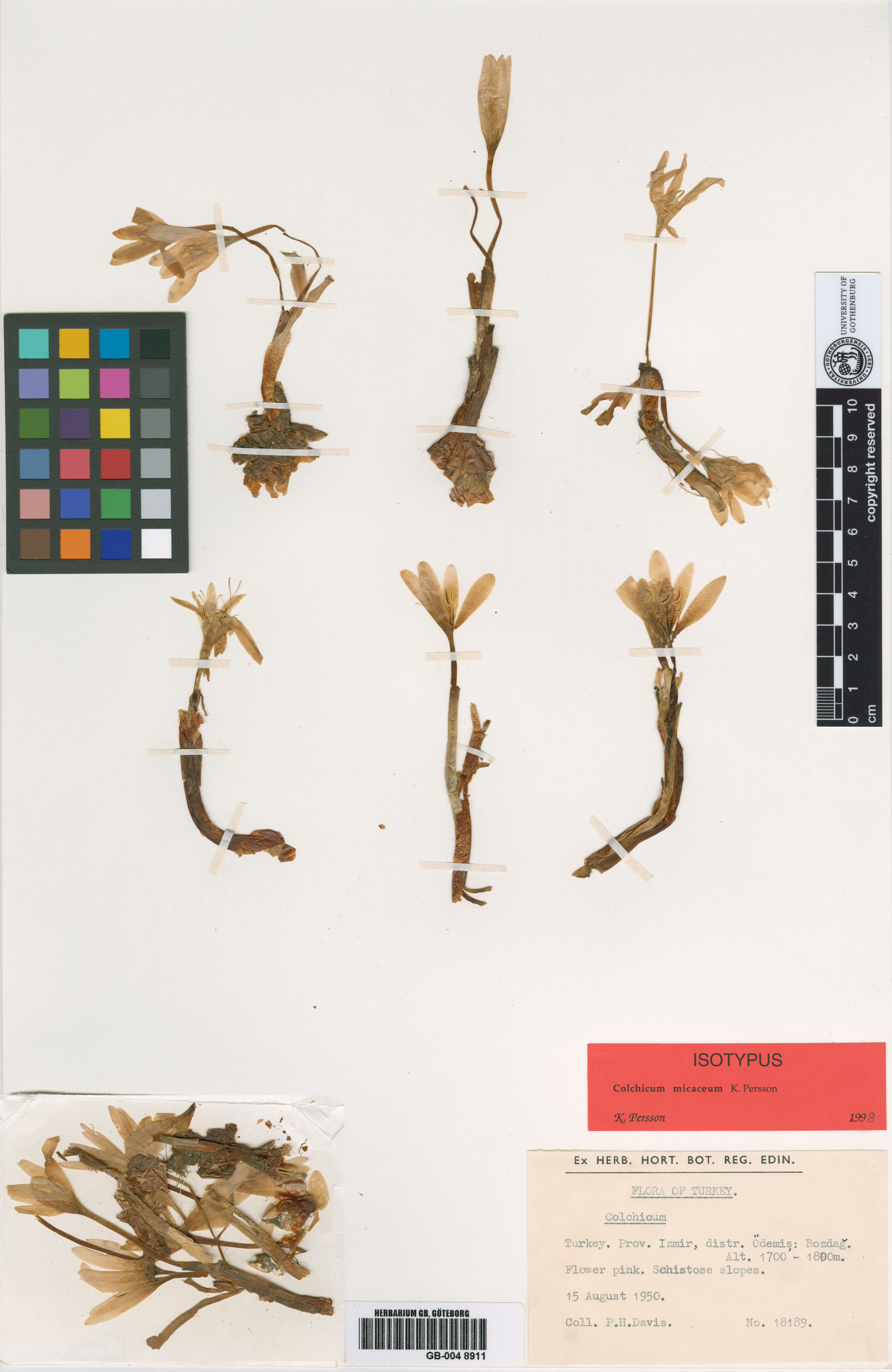 Colchicum micaceum
