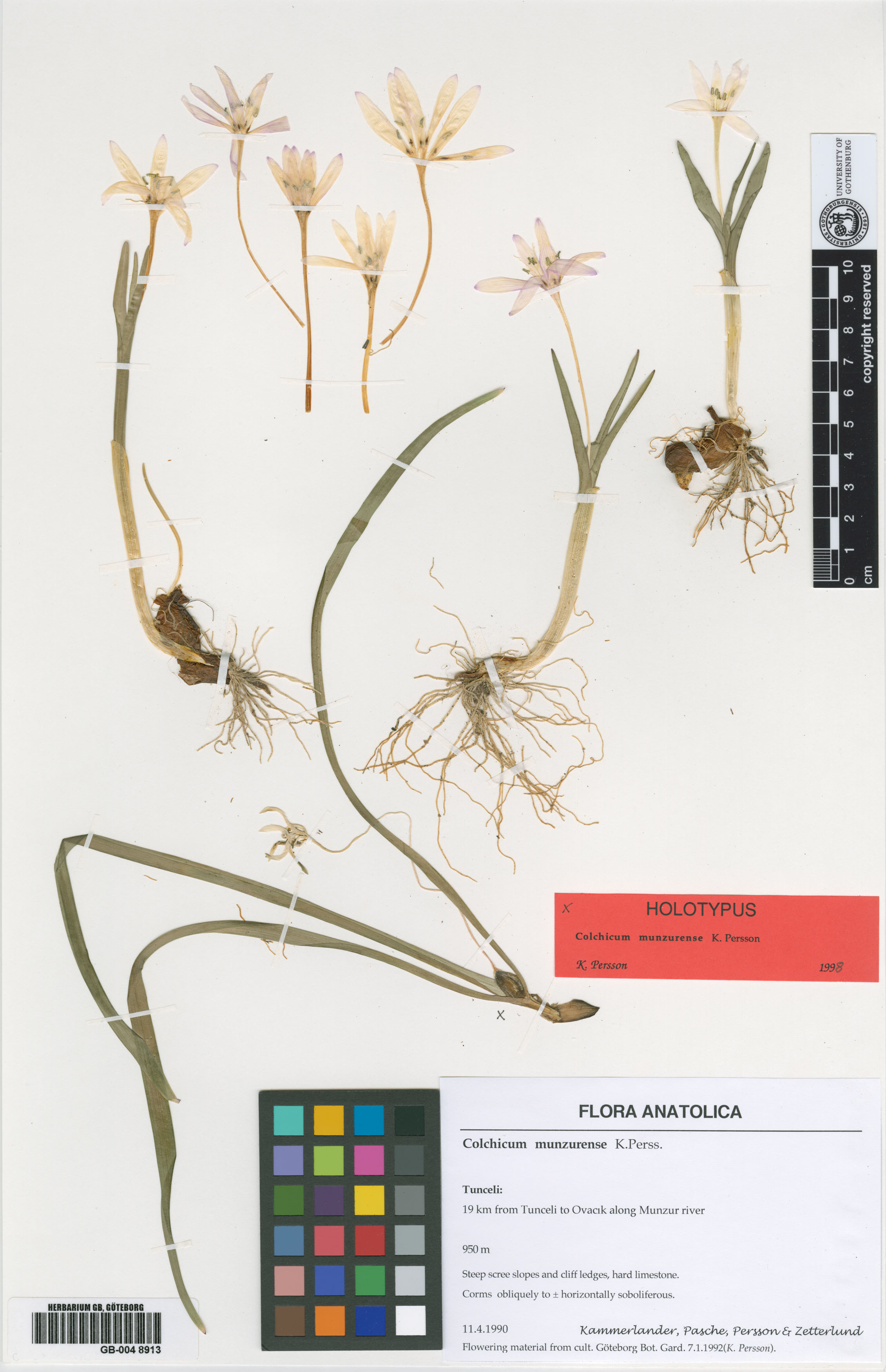 Colchicum munzurense