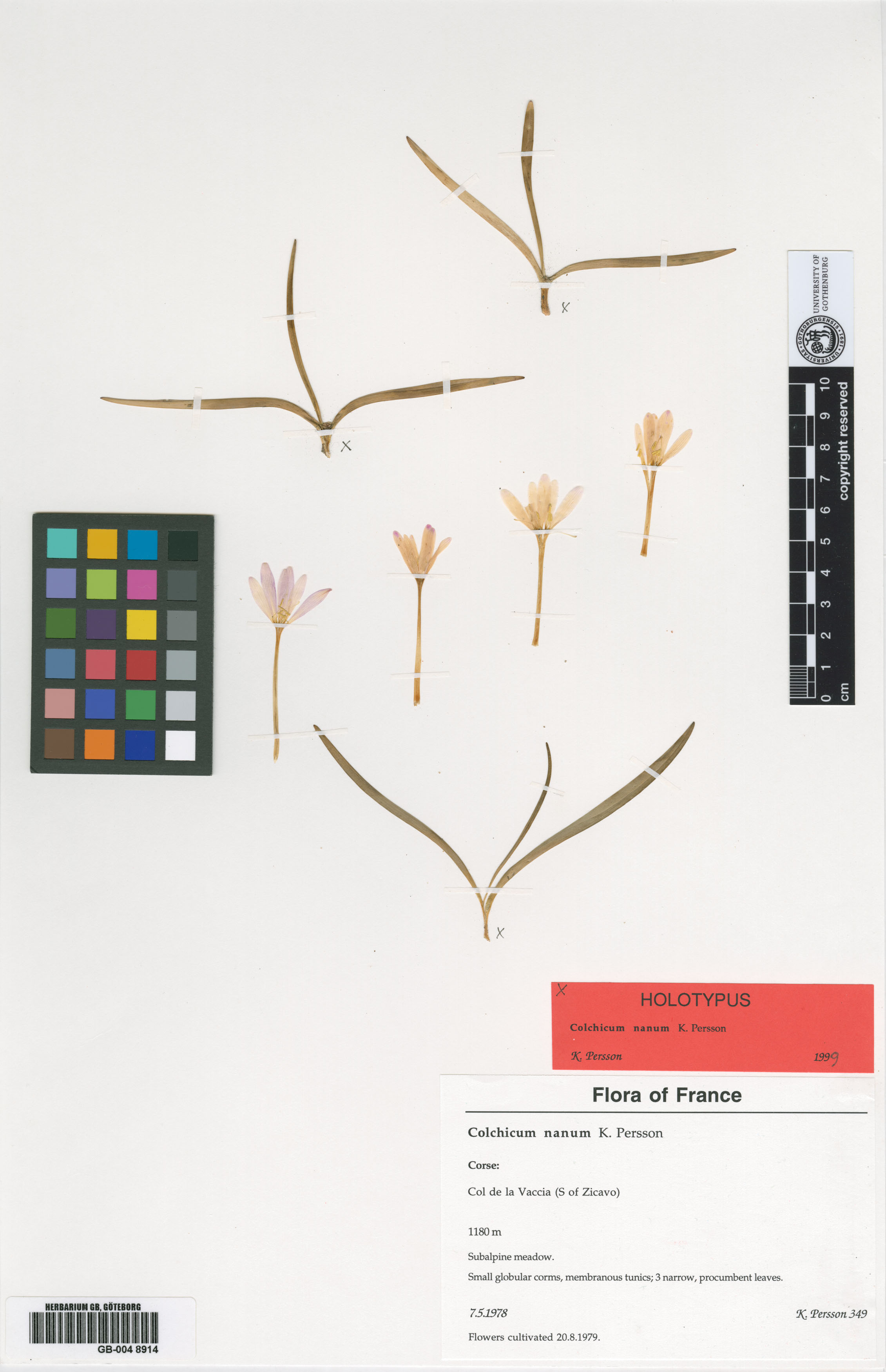 Colchicum nanum