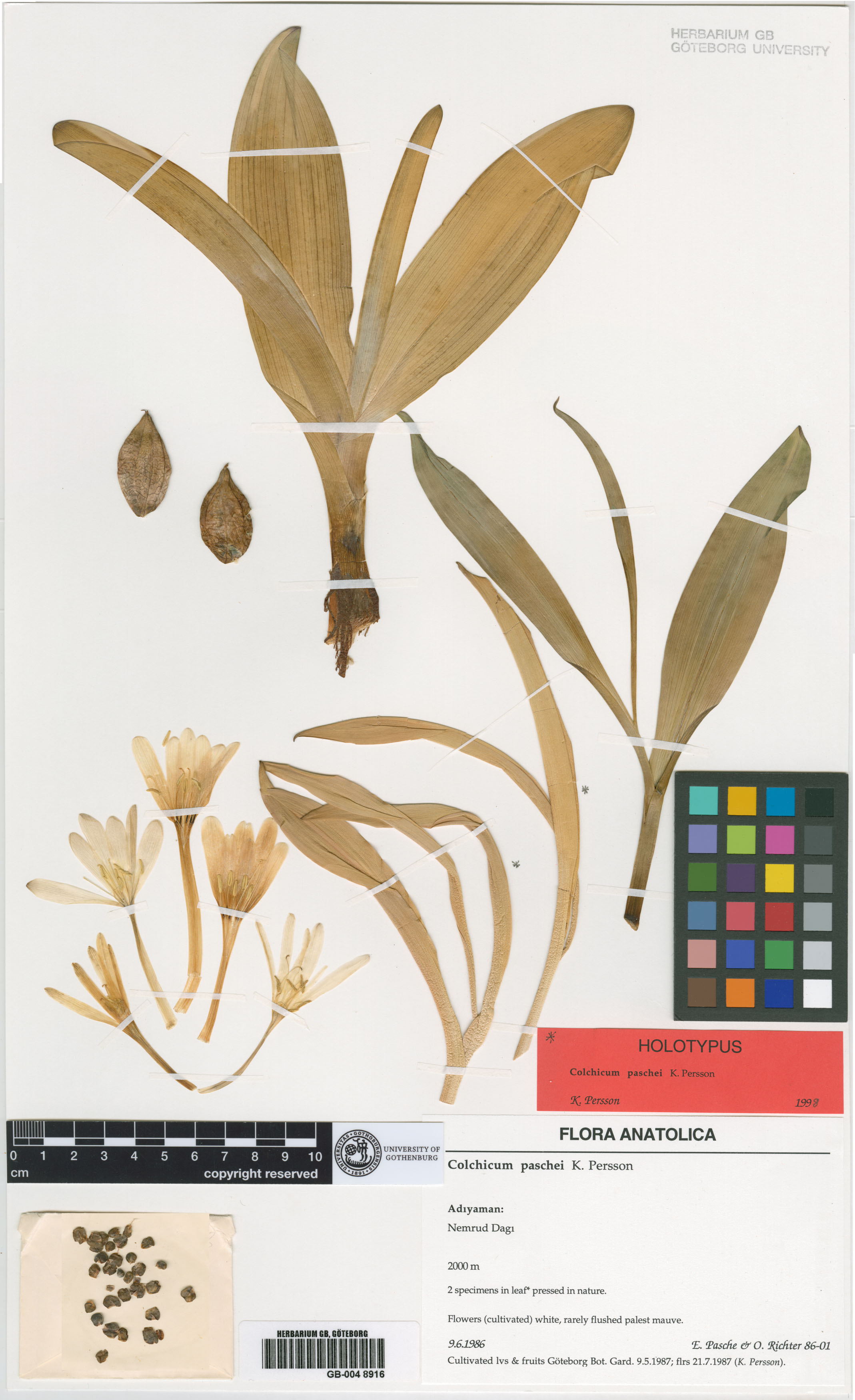 Colchicum paschei