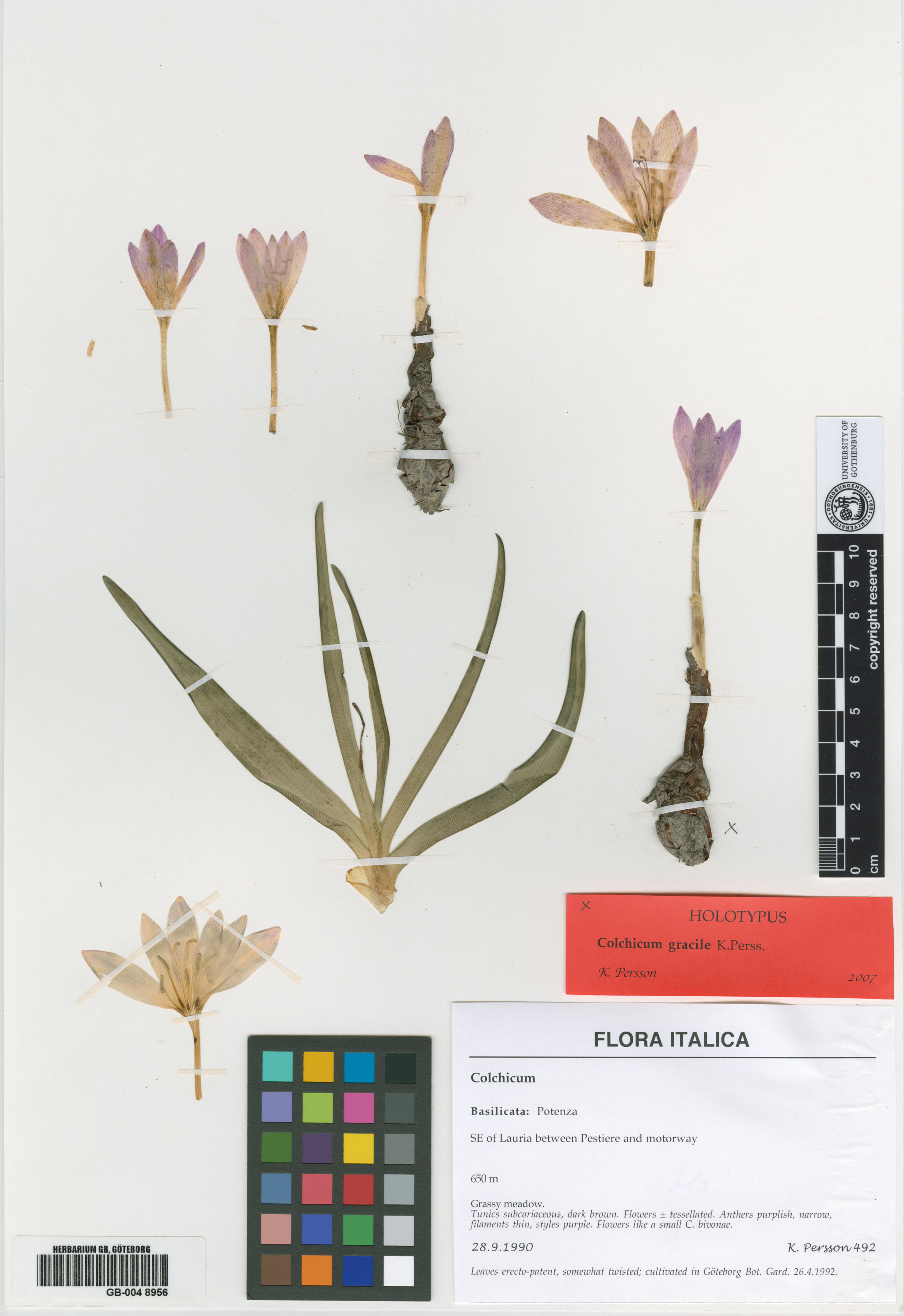 Colchicum gracile