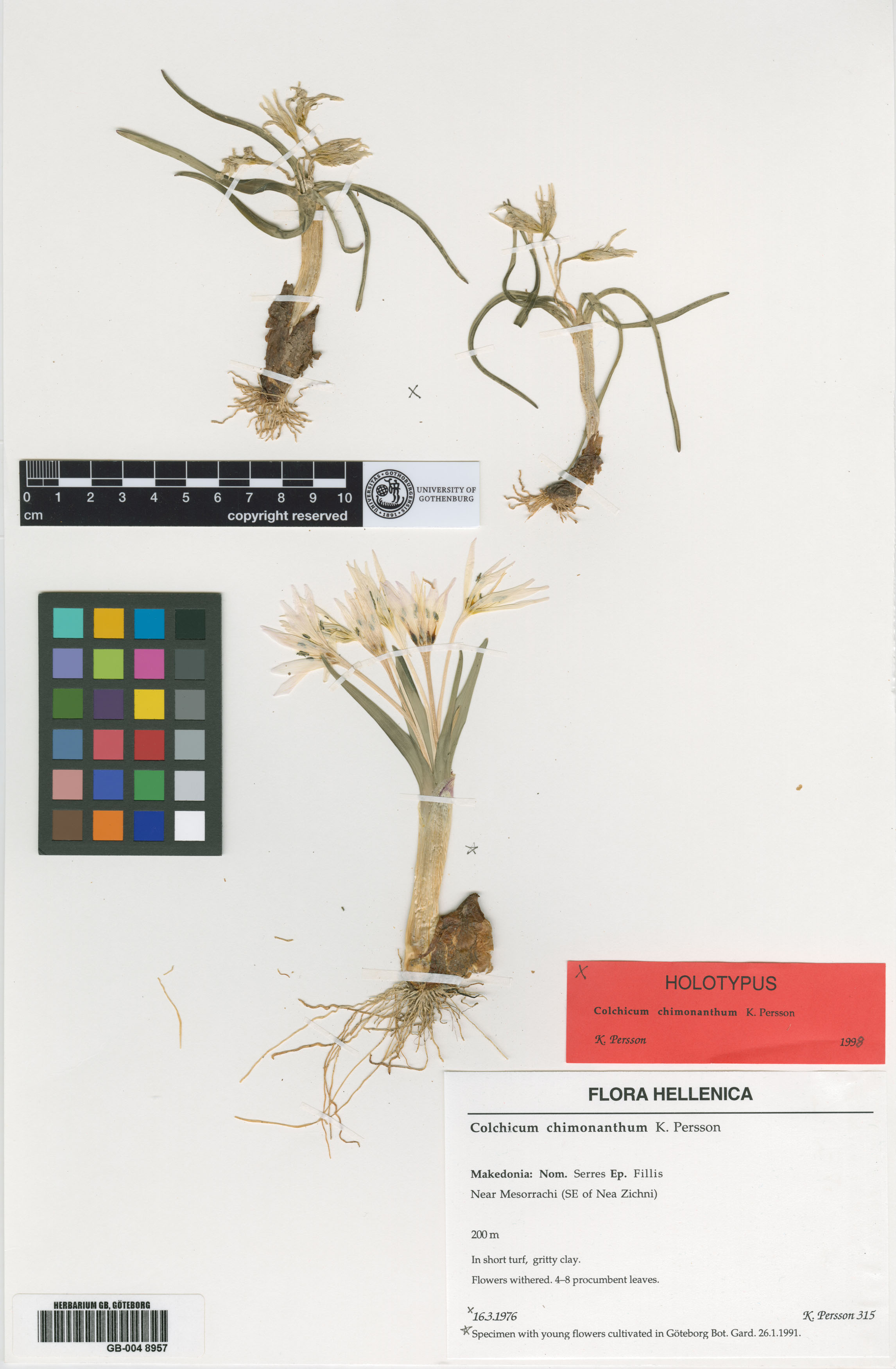 Colchicum chimonanthum